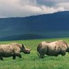 Dealer's Lust For Endangered Black Rhino Horns Could Mean Prison